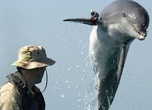 Czego uczą się po nocach delfiny butlonose?