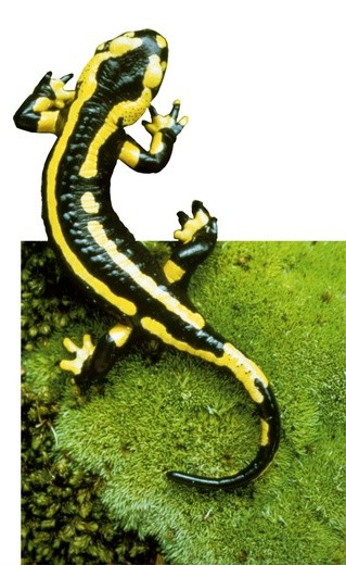 Tajemnica salamandry