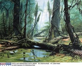 Karboński las w Zabrzu