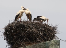 Unijne gniazda dla bocianów