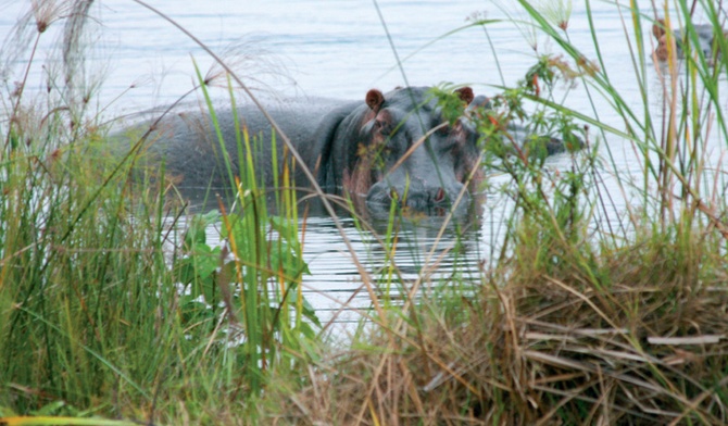 Spotkanie z hipopotamem