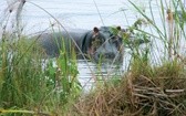 Spotkanie z hipopotamów