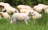 Psy, owce i… oscypki na hali Majerz w Czorsztynie