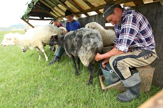 Psy, owce i… oscypki na hali Majerz w Czorsztynie