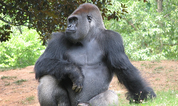Genom goryla rozszyfrowany