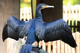 Kormoran