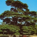 Drzewa Pana Boga
