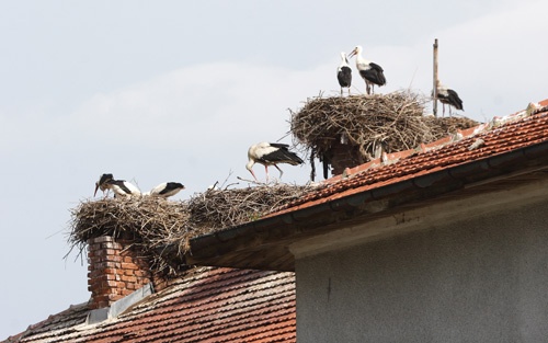 Bociany na żywo