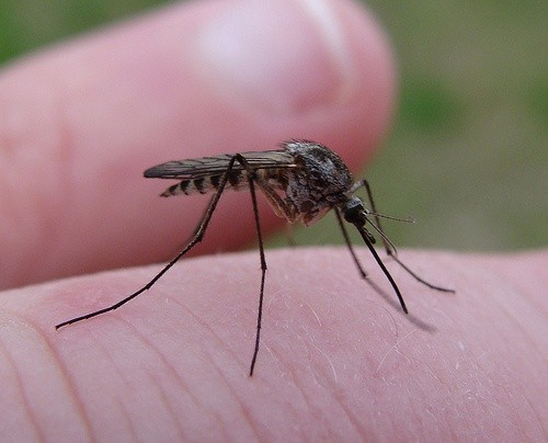 Malaria ciągle zabija!