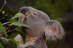 Misie koala omal nie zostały wytrzebione w Australii przez myśliwych