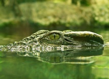 Współczesny krokodyl