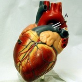 W Kaliszu wszczepia się rejestratory arytmii serca