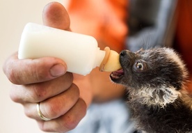 Jeden z pięciotygodniowych lemurów czarnych