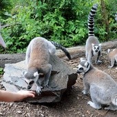 Lemury bardzo lubią gości