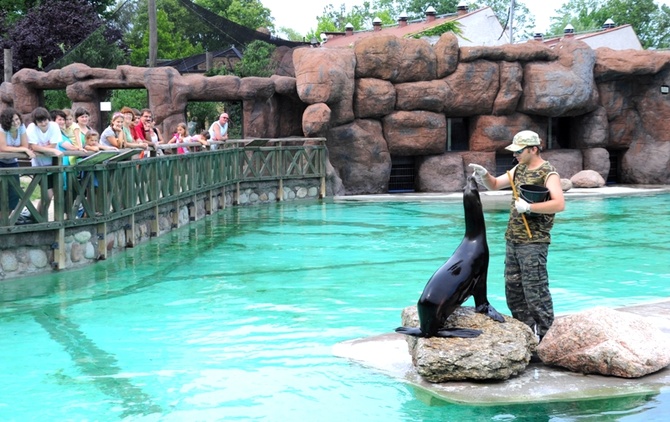 W Polsce uchatki kalifornijskie można zobaczyć tylko w opolskim zoo