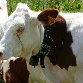 Spór sądowy o krowy z dzwonkami