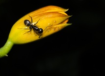 Jak mrówki porozumiewają się ze sobą?