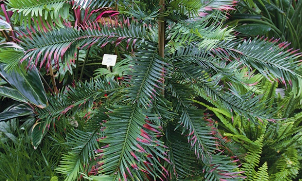  Niepozorna roślina jest prawdziwym skarbem legnickiej palmiarni  