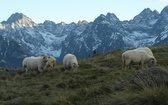 Tatry: Owce na Rusinowej Polanie