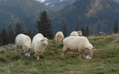 Tatry: Owce na Rusinowej Polanie