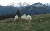 Tatry: Owce na Rusinowej Polanie