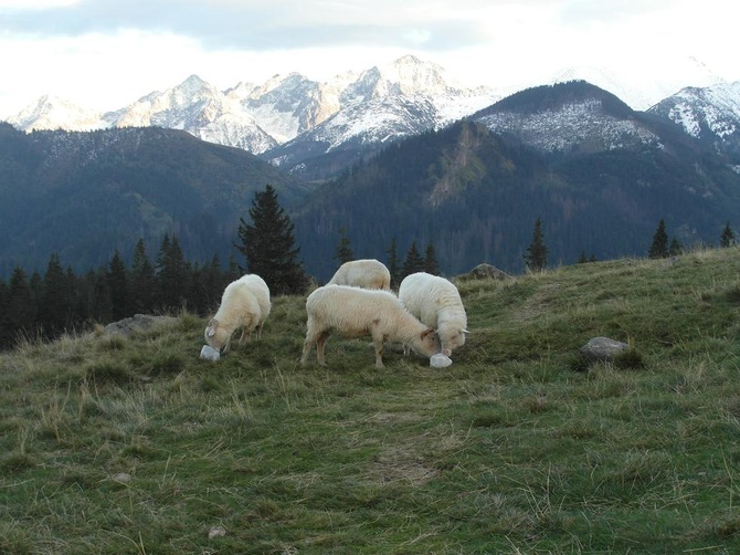 Tatry: Owce na Rusinowej Polanie