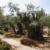 Ekumenicznie w Getsemani
