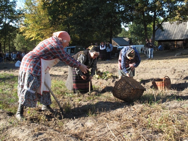 Na polu i na scenie podczas „Festiwalu ziemniaka” w Muzeum Wsi Radomskiej