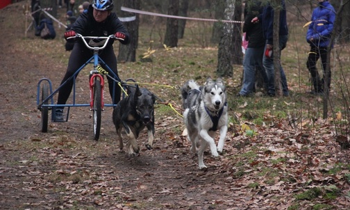 Trasa w witowskim lesie miała 4,2 km Husky w zaprzęgu