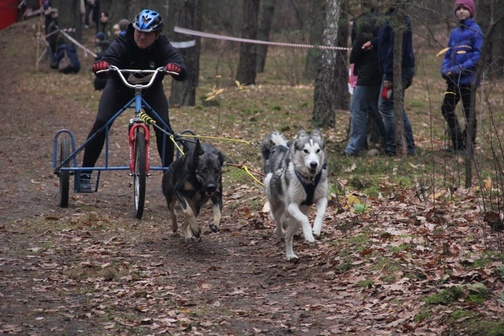 Trasa w witowskim lesie miała 4,2 km Husky w zaprzęgu