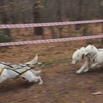 VI Wyścigi Psich Zaprzęgów Wataha Cup