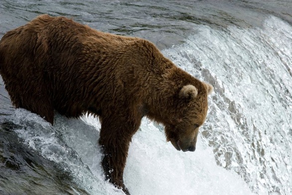 TPN podaje nowe informacje dotyczące ataku niedźwiedzia na turystę