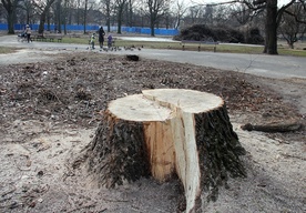 Wycięto zdrowe, stuletnie drzewa