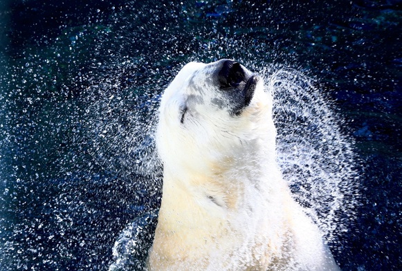 Niedźwiedzie polarne uwielbiają wodę. 