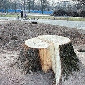 Jedna trzecia drzewostanu parku została wycięta, także zdrowe, stare drzewa