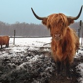  Bydło szkockie jest jedną  z wielu ras mięsnych krów,  które sprowadzono w ostatnich latach z Zachodu 