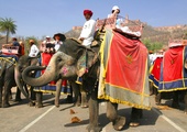Słonie 