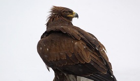 14 młodych orłów opuściło gniazda w Karpatach