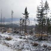 Płoną lasy Tatrzańskiego Parku Narodowego