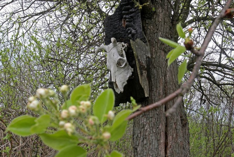 Piknik rodzinny w Słowiańskim Grodzie