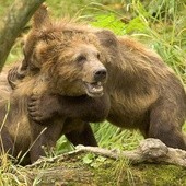 Trzy martwe niedźwiedzie w Bieszczadach