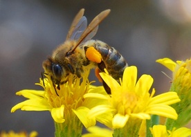 Co jest bezpośrednią przyczyną śmierci śląskich pszczół?