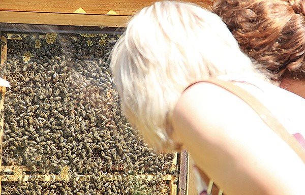  Ścieżka przy Nadleśnictwie Katowice – tu można podglądać pszczoły przy pracy