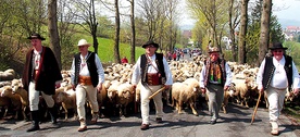 Baca Piotr Kohut (w środku) na czele stada – i w poszukiwaniu pasterskiej tożsamości