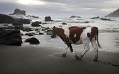 Surrealistyczna krowa  na plaży w Pilolcura