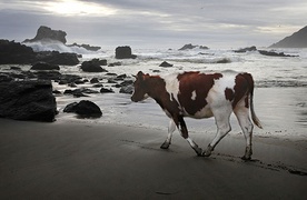 Surrealistyczna krowa  na plaży w Pilolcura