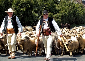 Piotr Kohut na czele Redyku Karpackiego wędruje z owcami przez hale i połoniny – i budzi dawnego ducha góralskiej jedności