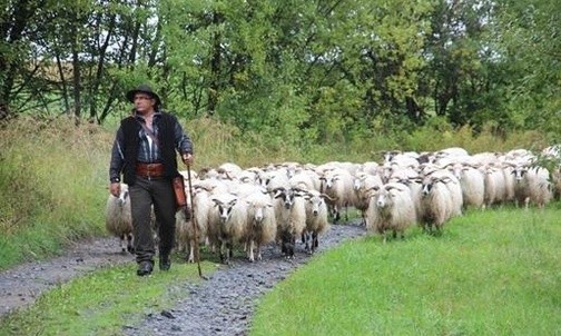 Przez pięć państw na czele stada owiec