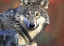 Naukowcy odłowili wilka "towarzyskiego" wilczycę