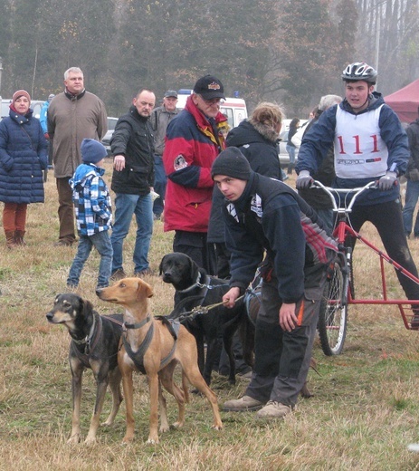 Wyścig psich zaprzęgów w Mikołowie